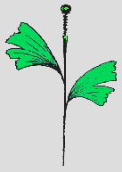 ginkgo004
